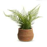 15" Potted Fern in Basket by Raz Imports at Confetti Gift and Party Tuscaloosa Alabama