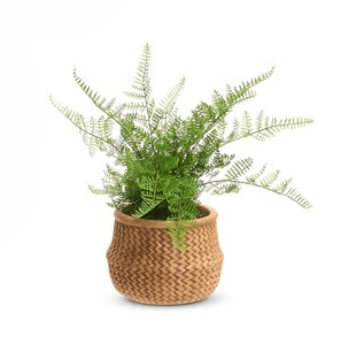 15" Potted Fern in Basket by Raz Imports at Confetti Gift and Party Tuscaloosa Alabama