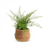 15" Potted Fern in Basket by Raz Imports at Confetti Gift and Party Tuscaloosa Alabama
