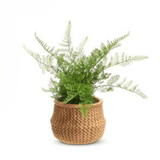 15" Potted Fern in Basket by Raz Imports at Confetti Gift and Party Tuscaloosa Alabama