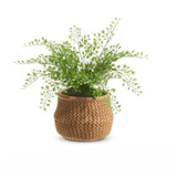 15" Potted Fern in Basket by Raz Imports at Confetti Gift and Party Tuscaloosa Alabama