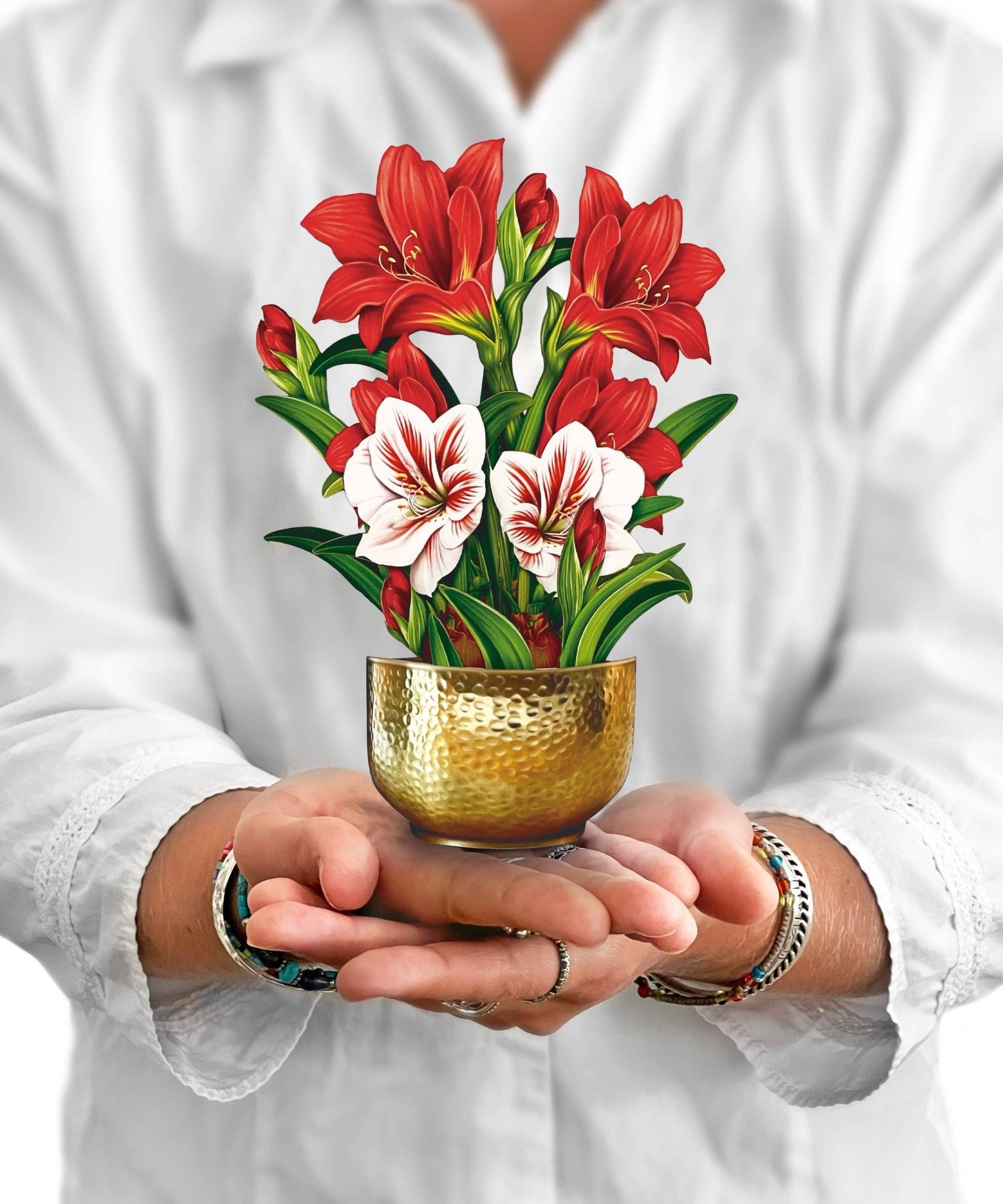 Hands holding a pop-up bouquet of red and white mini amaryllis in a gold bowl