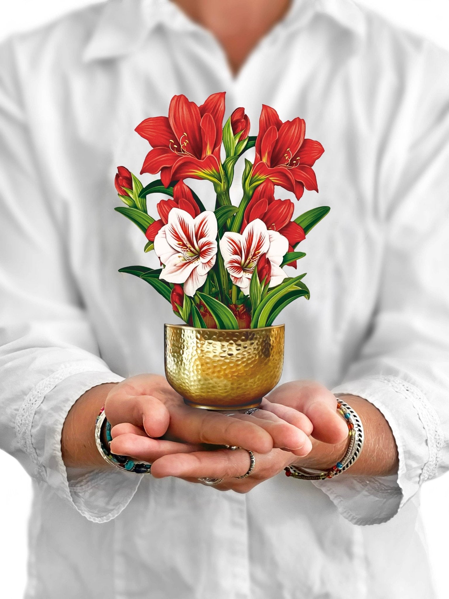 Hands holding a pop-up bouquet of red and white mini amaryllis in a gold bowl