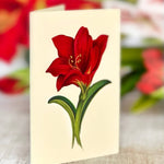 Scarlet Amaryllis Pop Up Greeting Card by FreshCut Paper LLC at Confetti Gift and Party Tuscaloosa Alabama