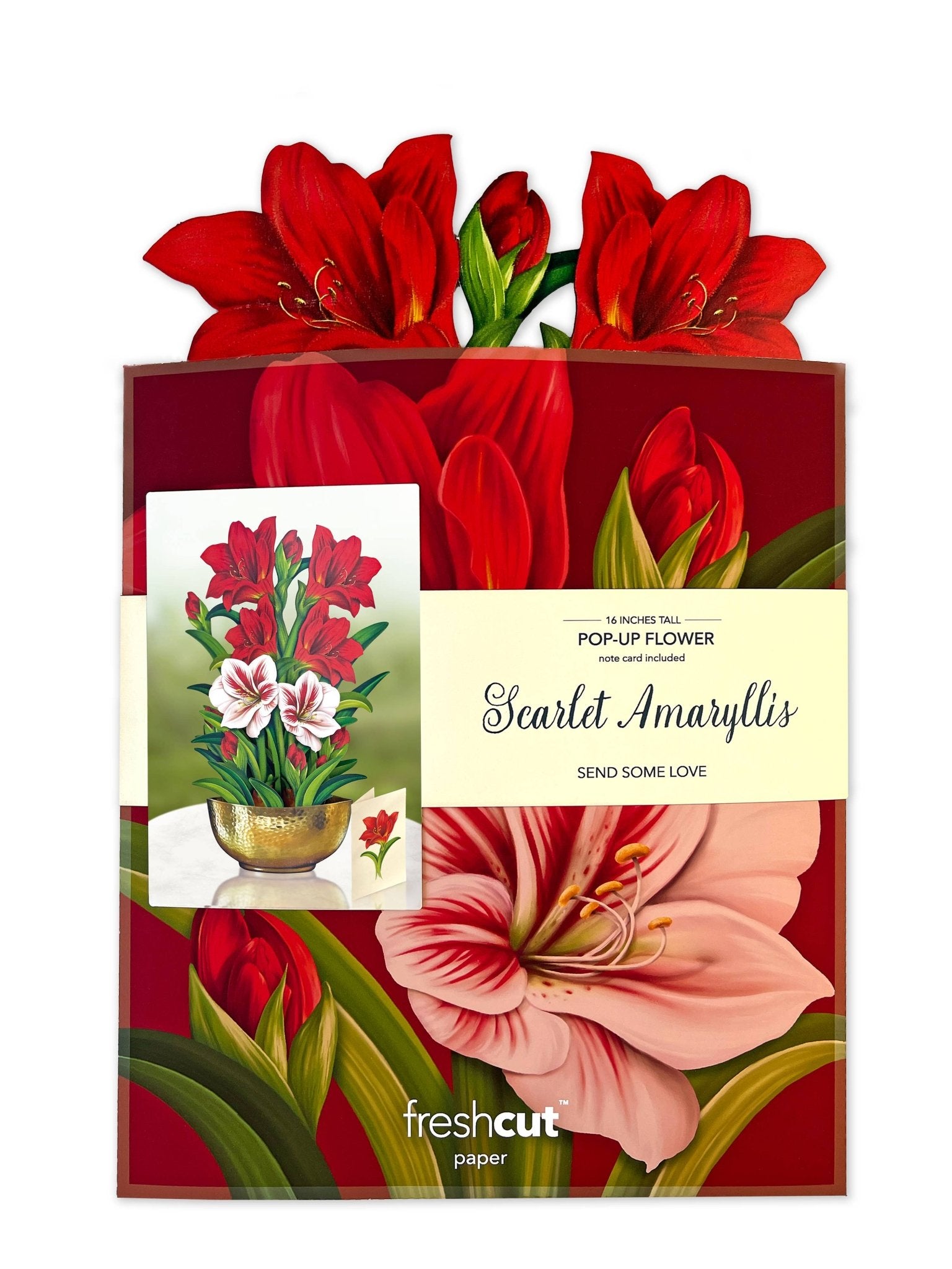 Scarlet Amaryllis Pop Up Greeting Card by FreshCut Paper LLC at Confetti Gift and Party Tuscaloosa Alabama